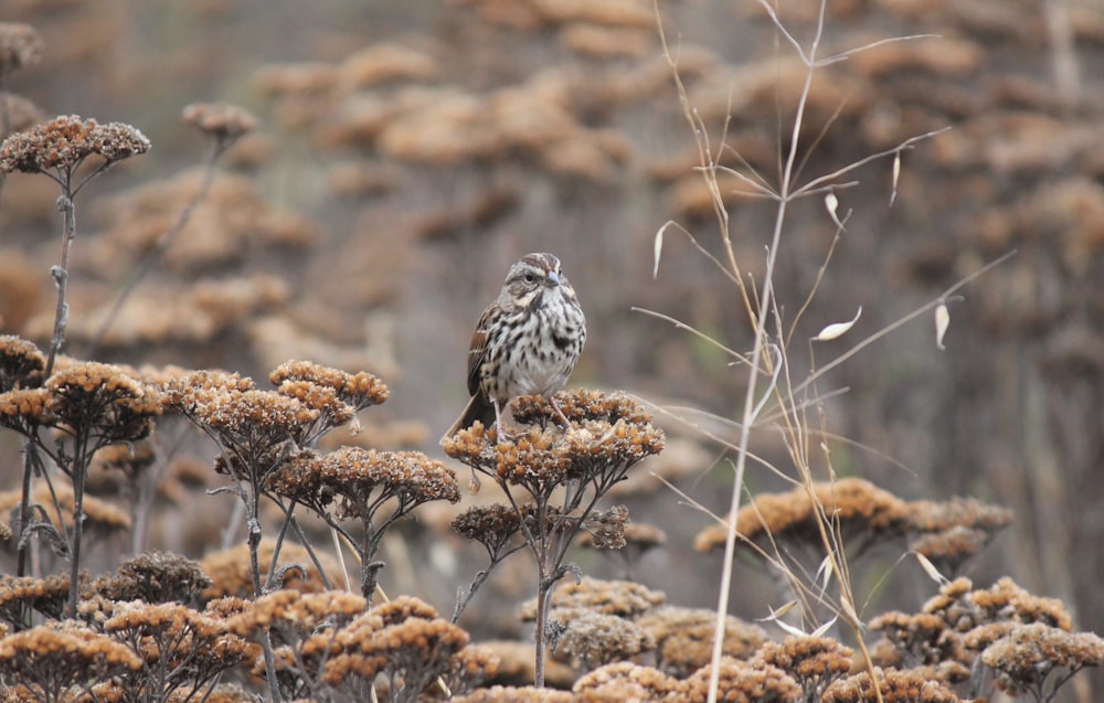 a small bird sitting on top of a dry grass field