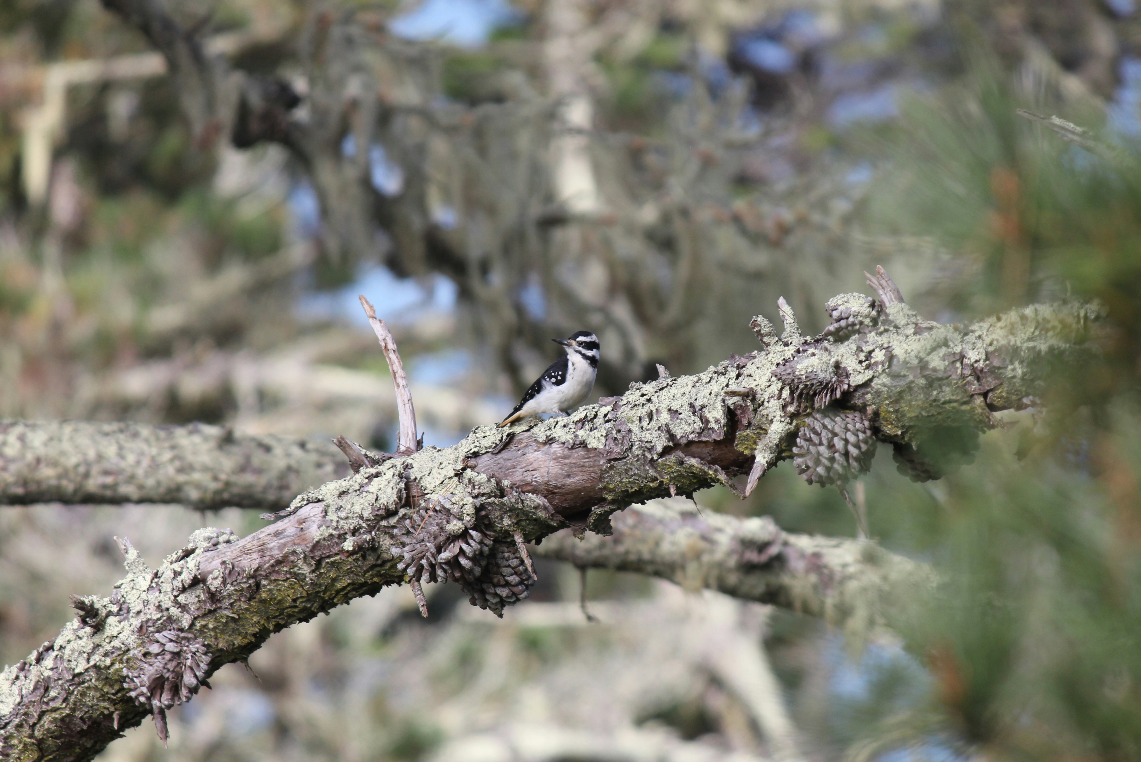 a small bird perched on a tree branch