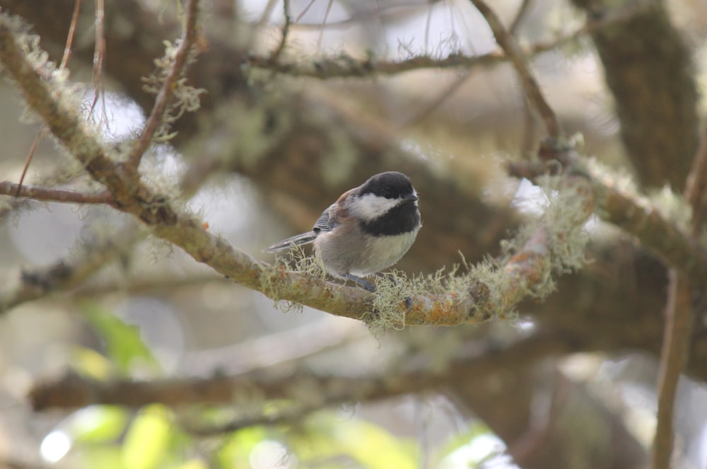 a small bird perched on a branch of a tree