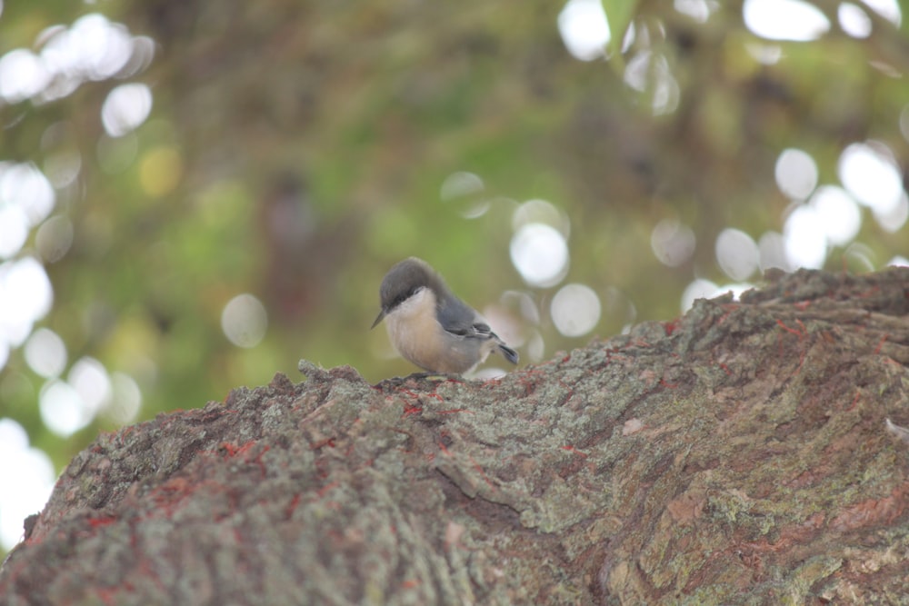 a small bird perched on a tree branch