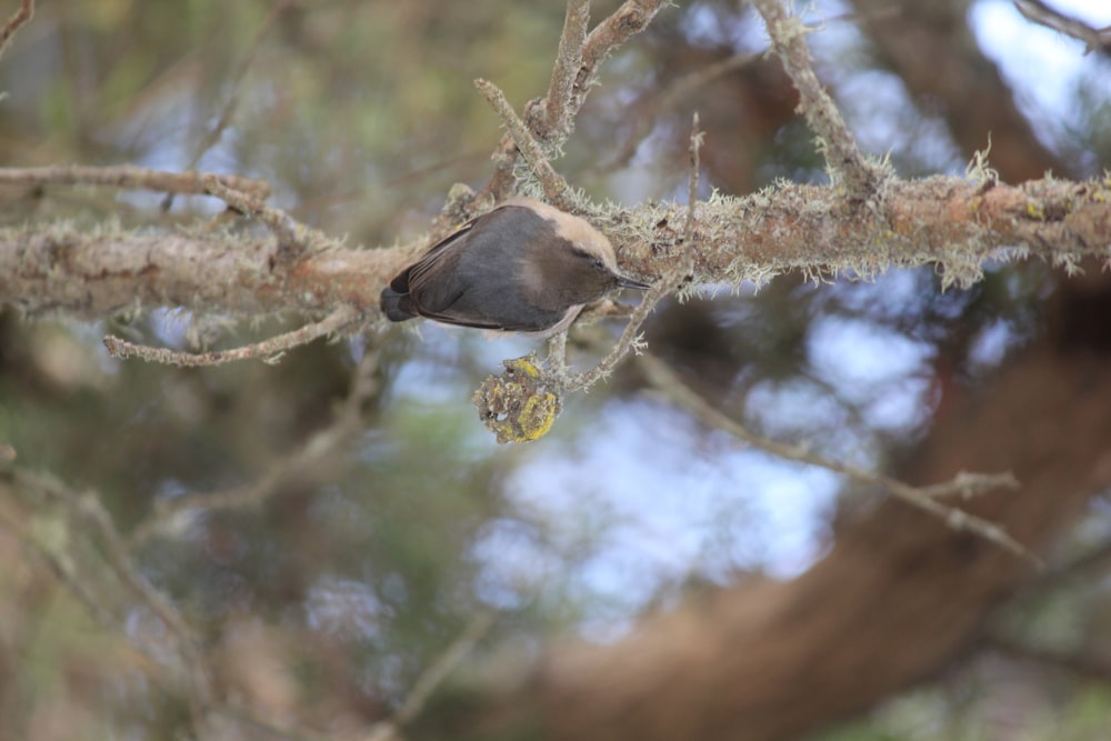 a small bird perched on a branch of a tree