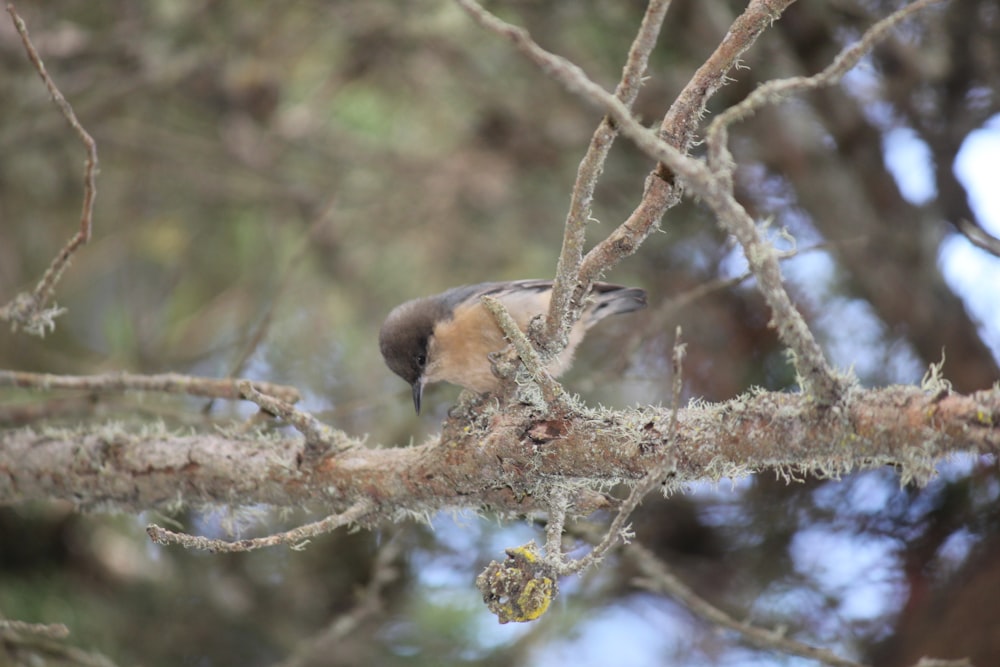ein Vogel, der auf einem Ast eines Baumes sitzt
