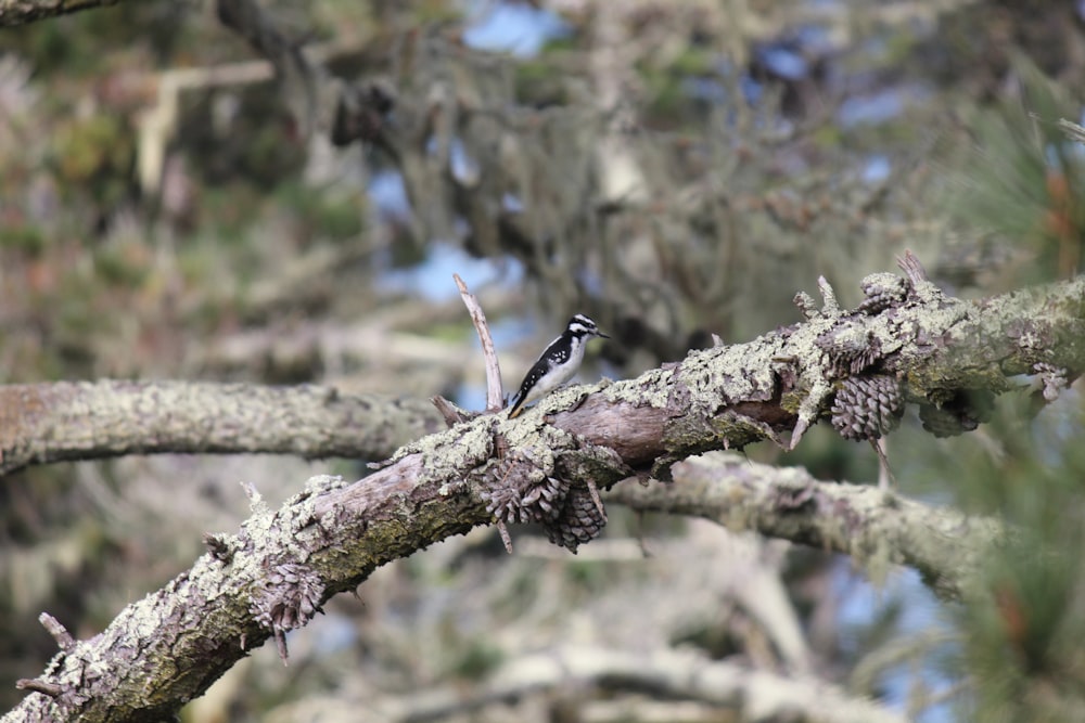 a bird perched on a branch of a pine tree
