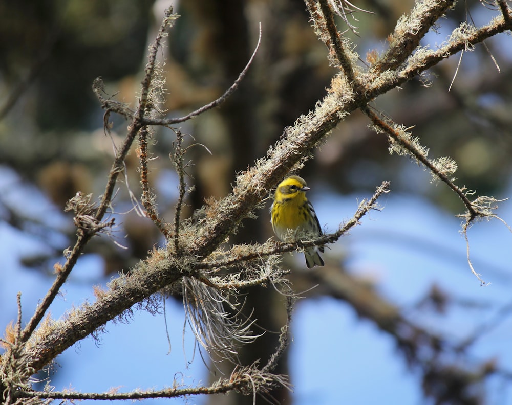 a small yellow bird perched on a tree branch