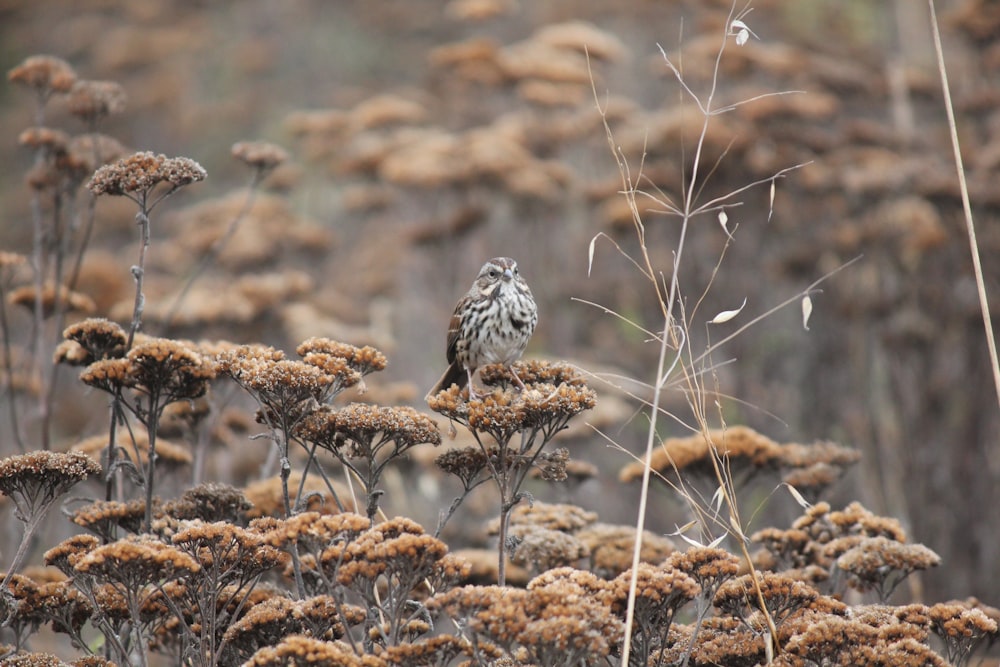 a small bird sitting on top of a dry grass field