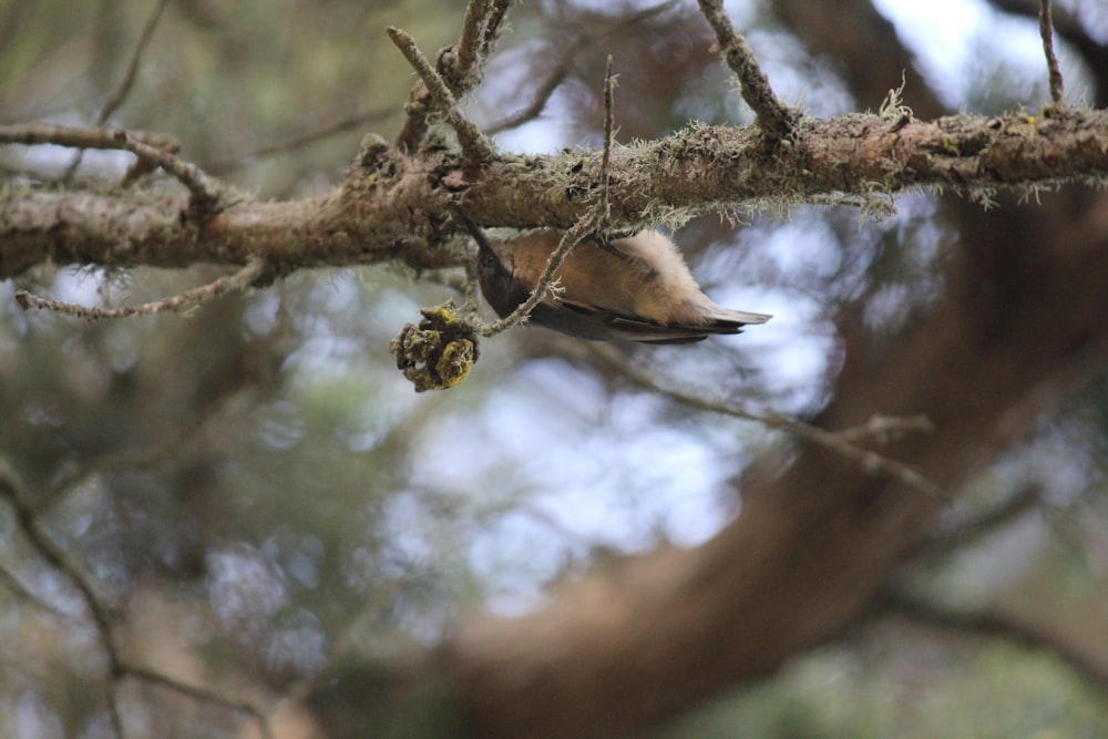 ein kleiner Vogel, der auf einem Ast eines Baumes sitzt