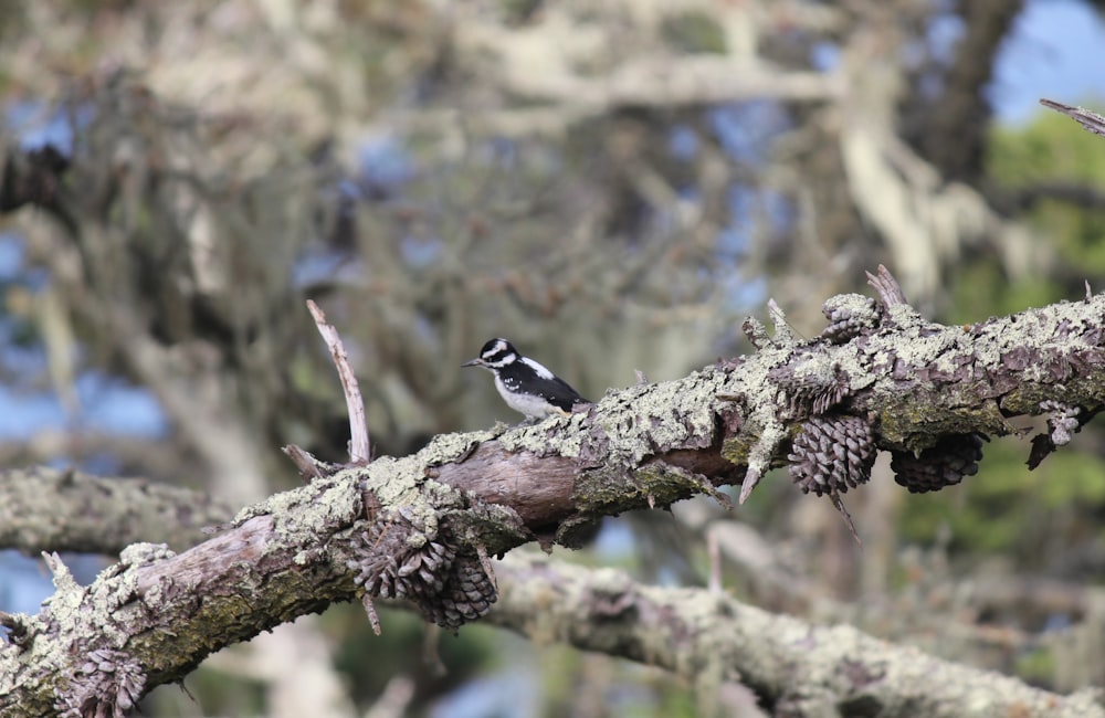 a small bird perched on a tree branch