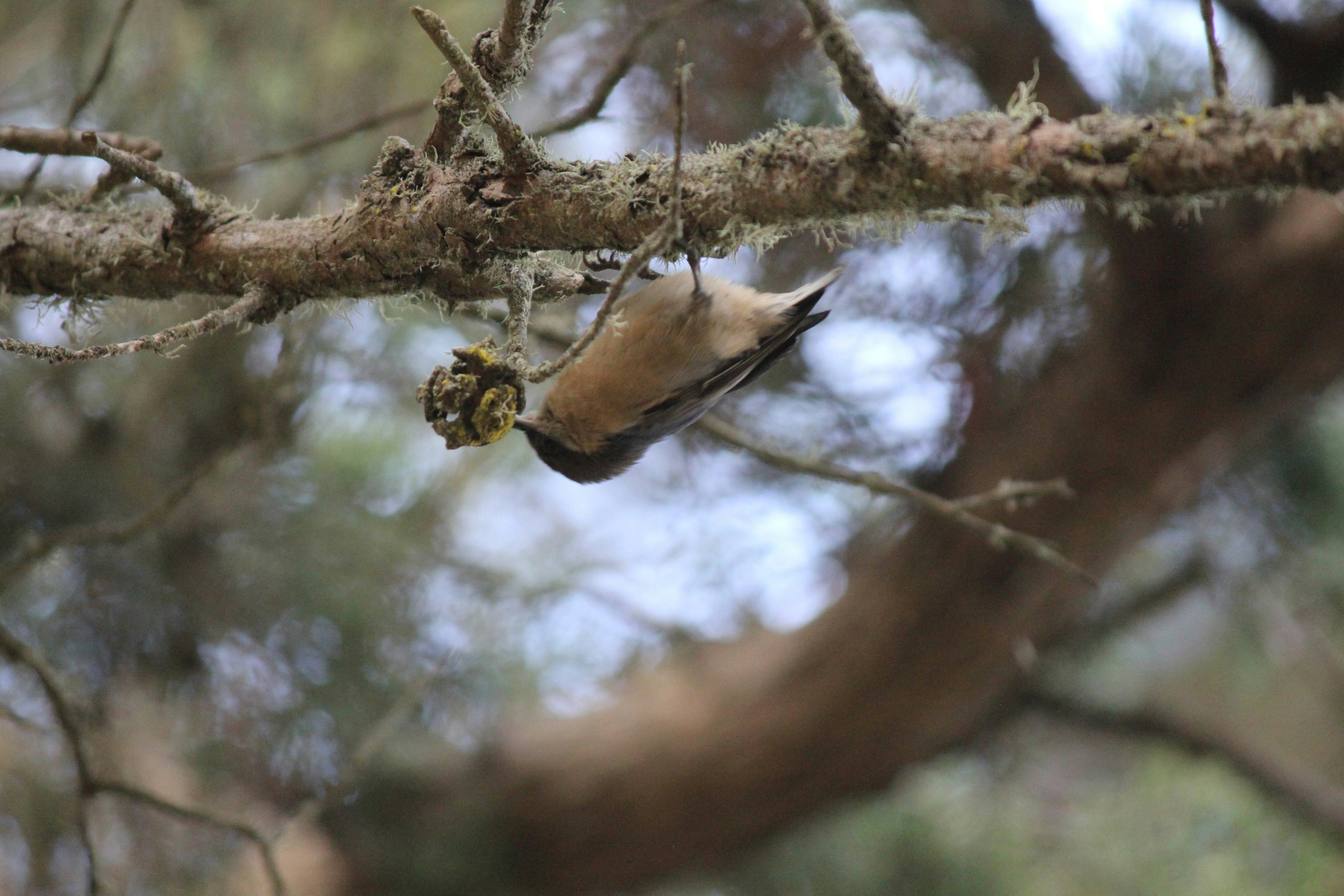 a bird eating a seed on a tree branch