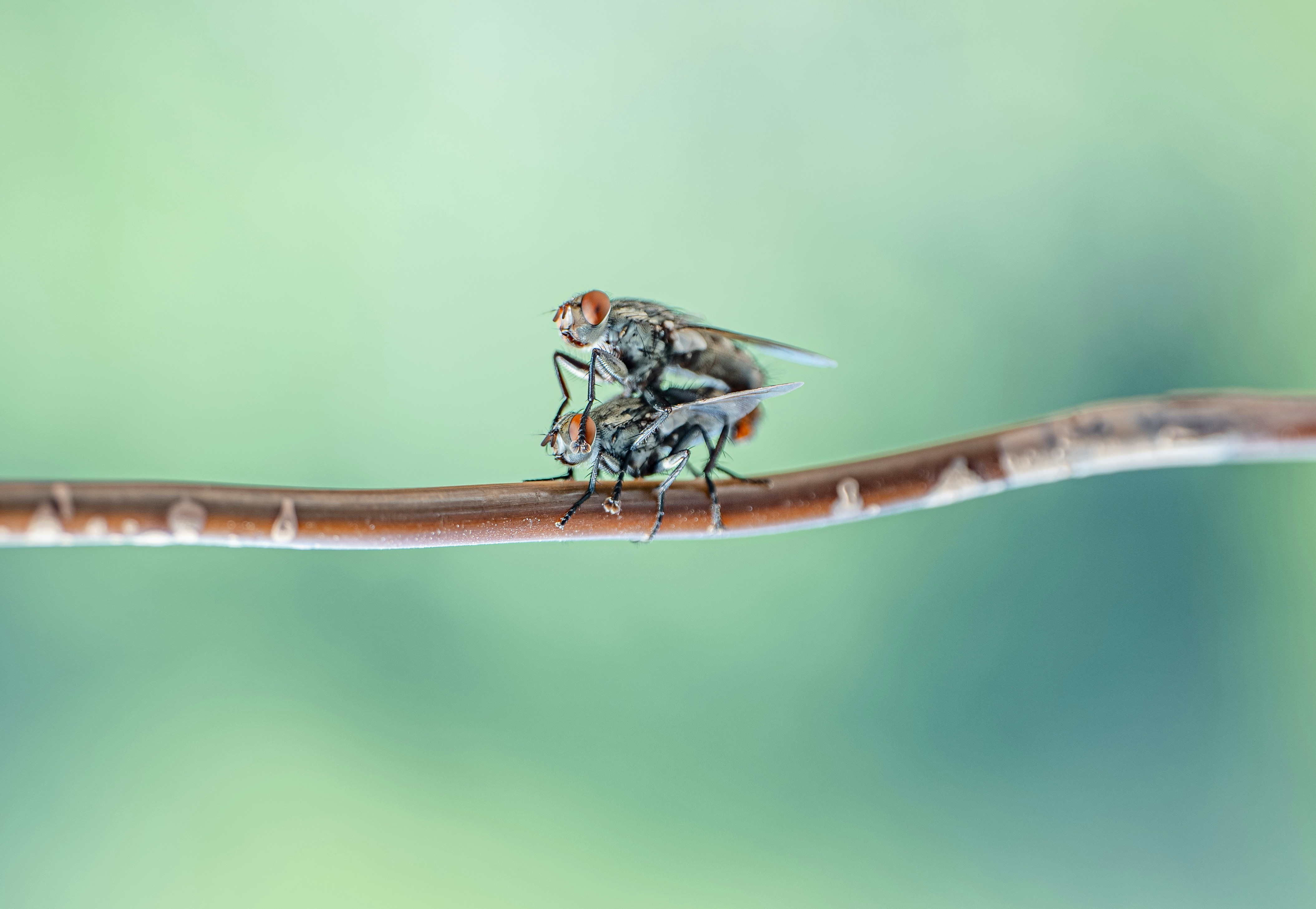 a couple of flies sitting on top of a wooden stick