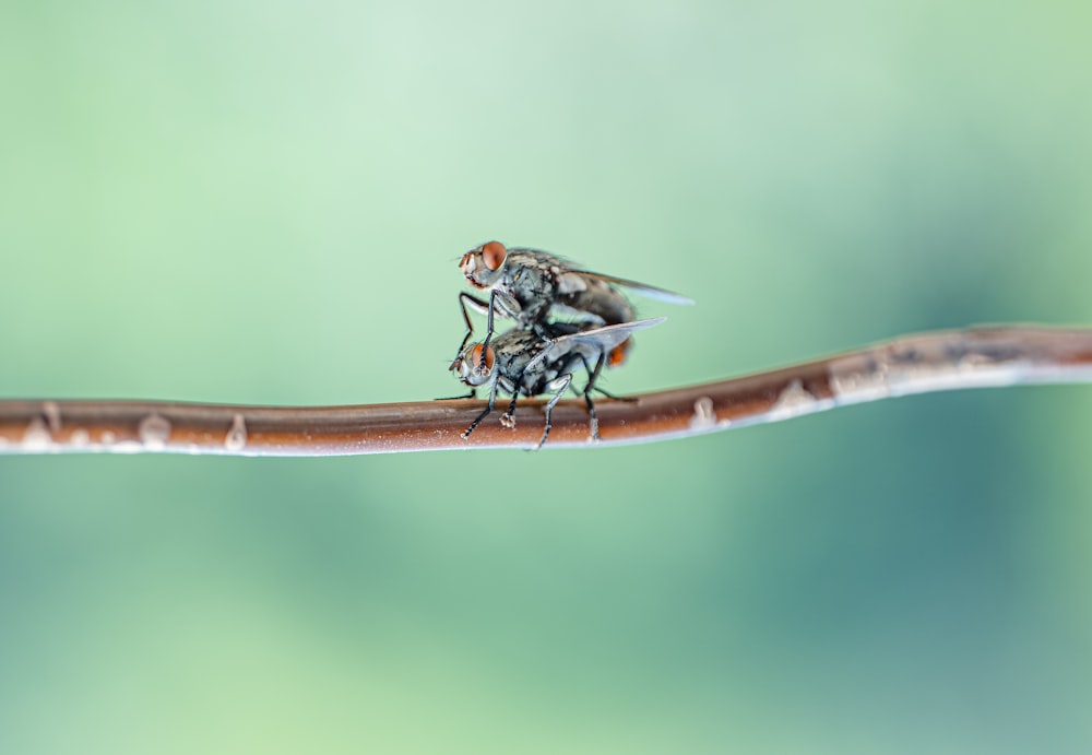 a couple of flies sitting on top of a wooden stick