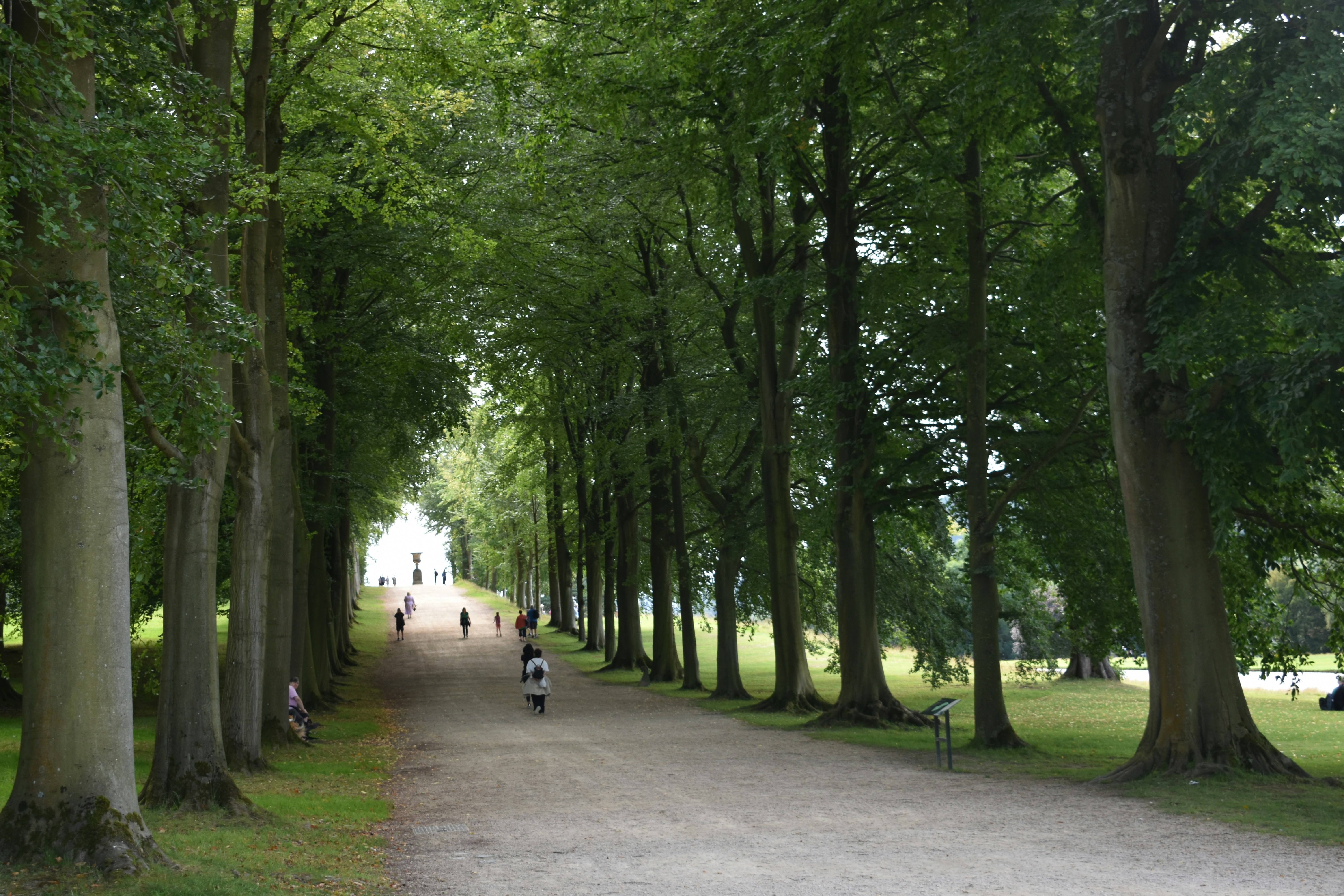 a group of people walking down a tree lined road