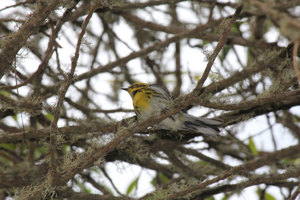 a small bird perched on a tree branch