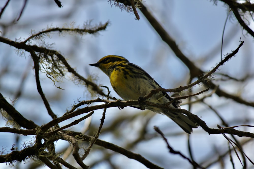 Un piccolo uccello giallo appollaiato su un ramo dell'albero
