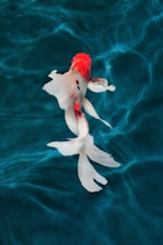A close-up of a koi tattoo, highlighting the flow and elegance of the design.