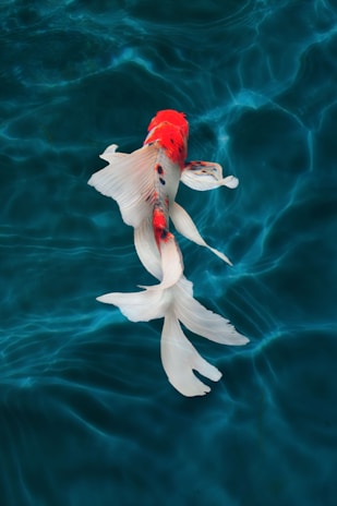 A close-up of a koi tattoo, highlighting the flow and elegance of the design.