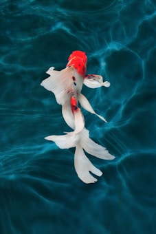 A brightly colored koi fish with vibrant red and white patterns glides gracefully through clear, bluish water. The elegant fins and tail are beautifully spread, creating a striking contrast against the dark water, with light shimmering on the surface.