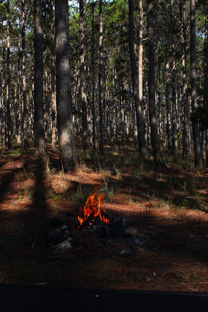 A person practicing fire-starting skills in a dense forest under natural light