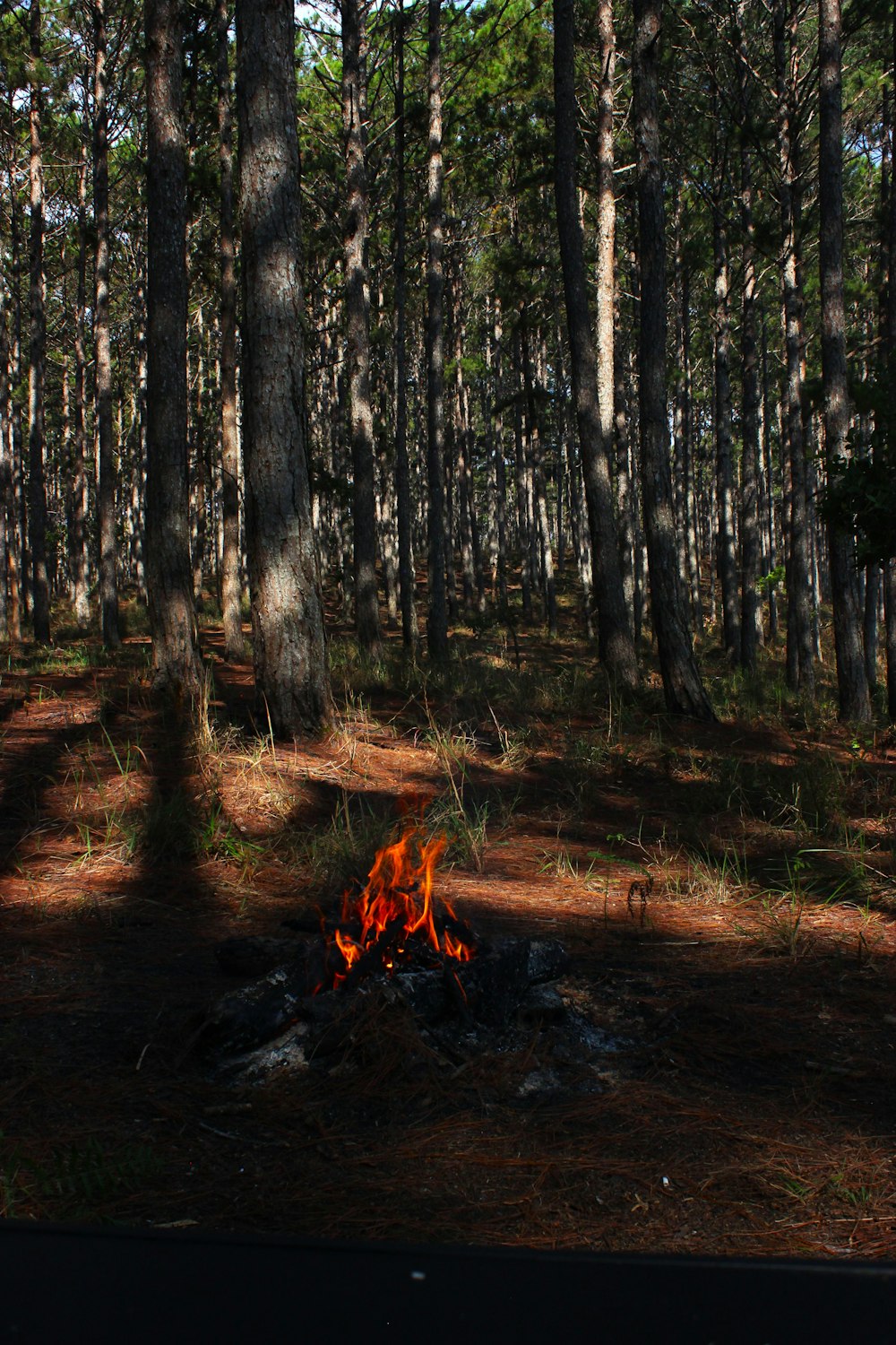 a campfire in the middle of a forest
