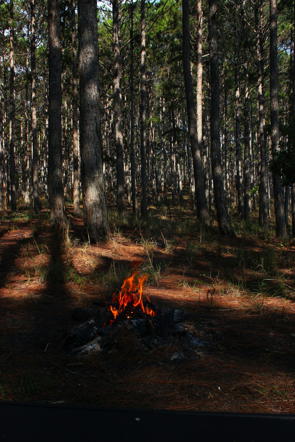 Una fogata en medio de un bosque