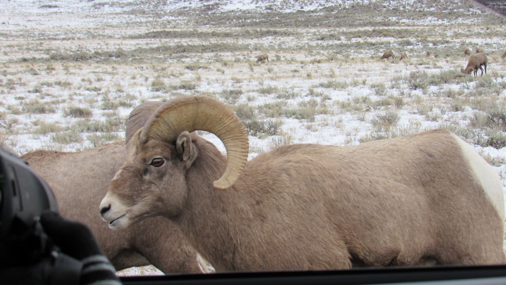 a ram is looking out the window of a vehicle