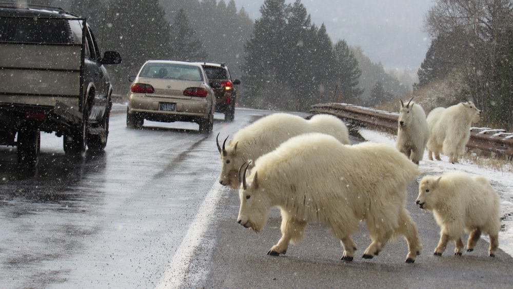 a herd of mountain goats crossing a road in the snow
