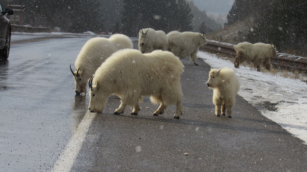 a herd of sheep walking across a snow covered road