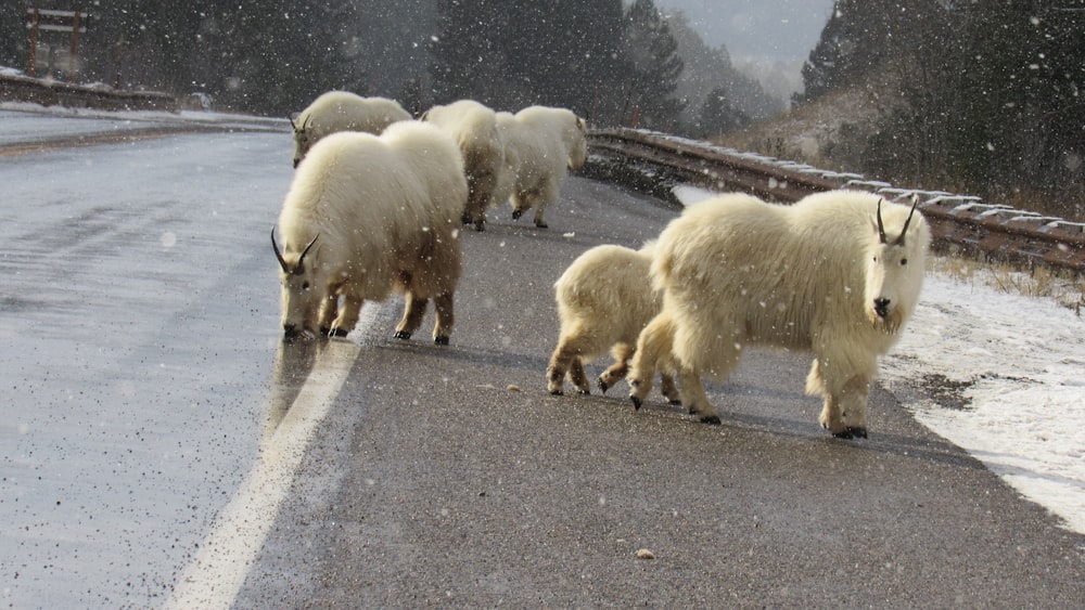 a group of mountain goats crossing a road in the snow