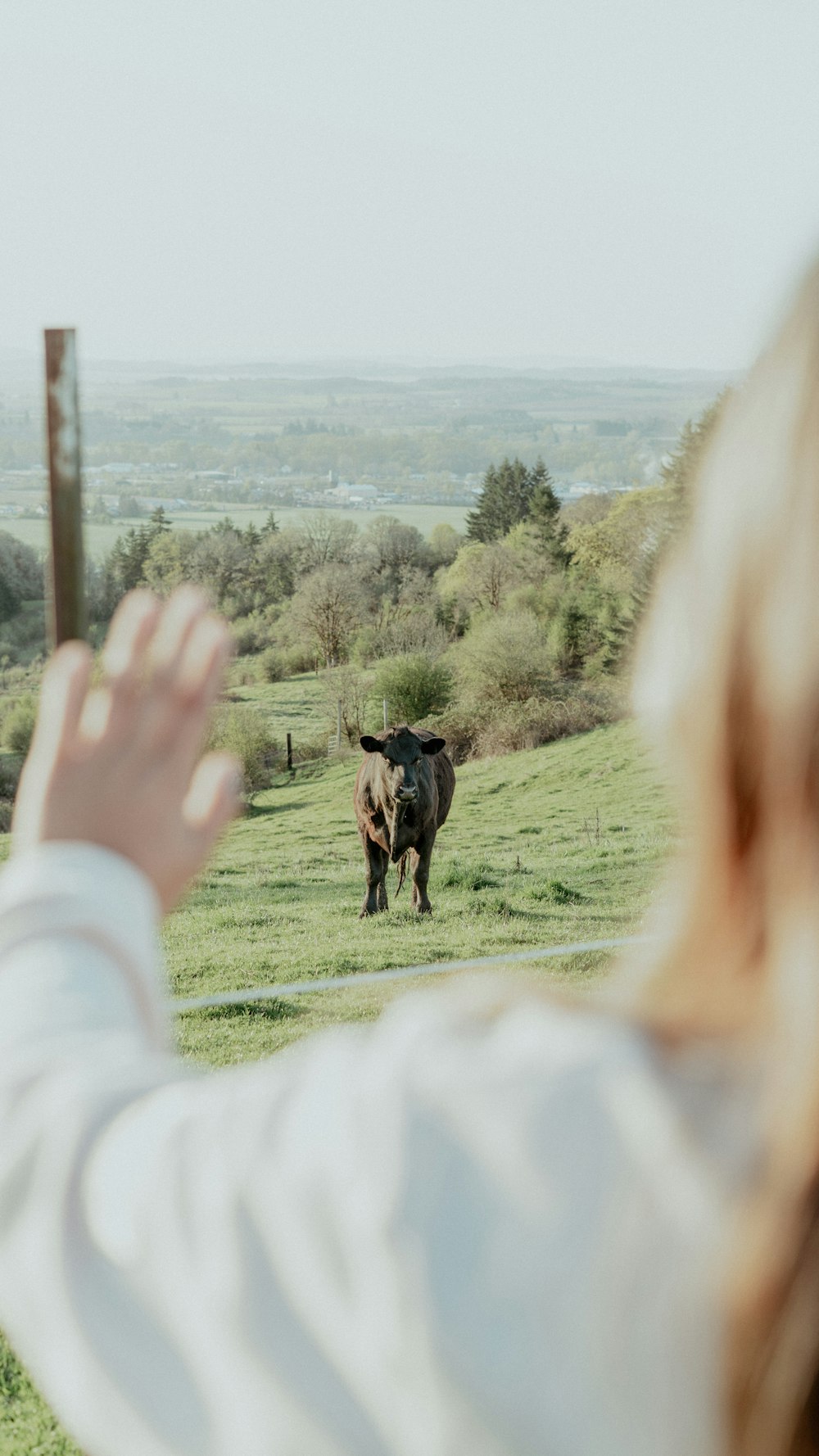 a woman taking a picture of a cow in a field