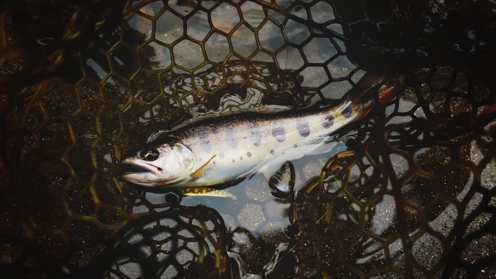 Yamame (Oncorhynchus masou masou)