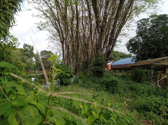 Lush greenery fills the scene, with tall trees and dense foliage. A small water body reflects the surrounding vegetation. A blue-roofed structure with a shed-like extension is partially visible among the trees.