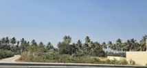 A rural landscape featuring a clear blue sky and a dense grove of palm trees, with a narrow, winding path leading through lush, green vegetation. In the foreground, there is a low concrete barrier, and to the right, a building with beige walls is partially visible.