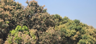 A vibrant group of local community members joyfully planting trees under a clear African sky.