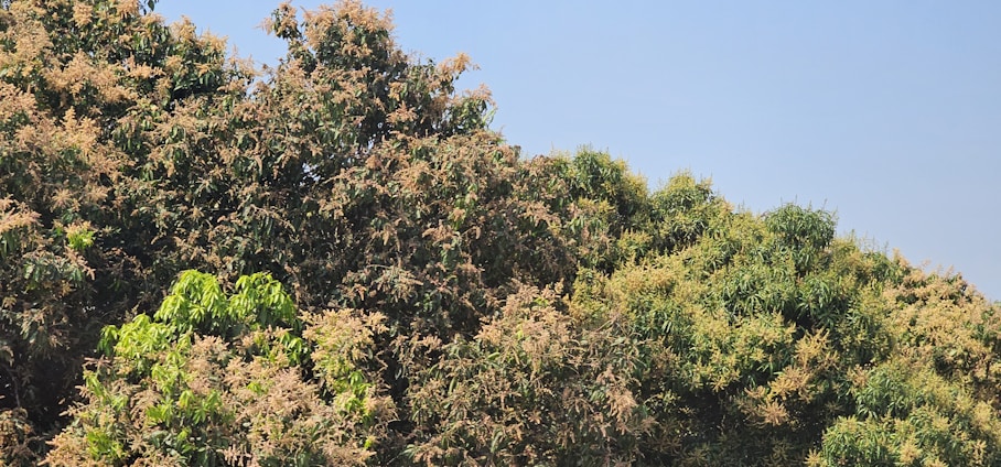 A vibrant food forest at chezfarms with lush perennial crops and native trees under a clear blue sky.