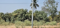 A rural landscape featuring a utility pole in the center, surrounded by dense green foliage and bushes. In the background, large trees, including a palm tree, stand tall against a clear, blue sky. A horizontal wire cuts across the top portion of the image, contributing to the rural utility infrastructure.