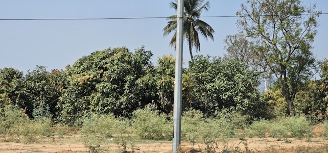 A rural landscape featuring a utility pole in the center, surrounded by dense green foliage and bushes. In the background, large trees, including a palm tree, stand tall against a clear, blue sky. A horizontal wire cuts across the top portion of the image, contributing to the rural utility infrastructure.