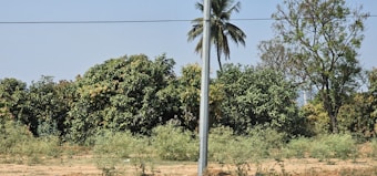 A rural landscape featuring a utility pole in the center, surrounded by dense green foliage and bushes. In the background, large trees, including a palm tree, stand tall against a clear, blue sky. A horizontal wire cuts across the top portion of the image, contributing to the rural utility infrastructure.