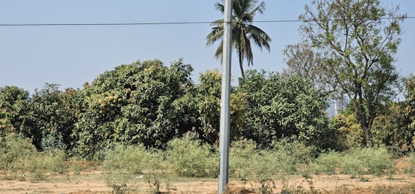 A rural landscape featuring a utility pole in the center, surrounded by dense green foliage and bushes. In the background, large trees, including a palm tree, stand tall against a clear, blue sky. A horizontal wire cuts across the top portion of the image, contributing to the rural utility infrastructure.