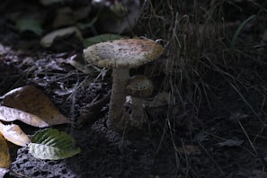 A close-up view of a mushroom growing in a forest setting. The mushroom has a textured, beige cap with spots, emerging from dark, earthy soil. Surrounding the mushroom are fallen leaves in shades of brown and green, and some grass blades, contributing to a natural woodland environment.
