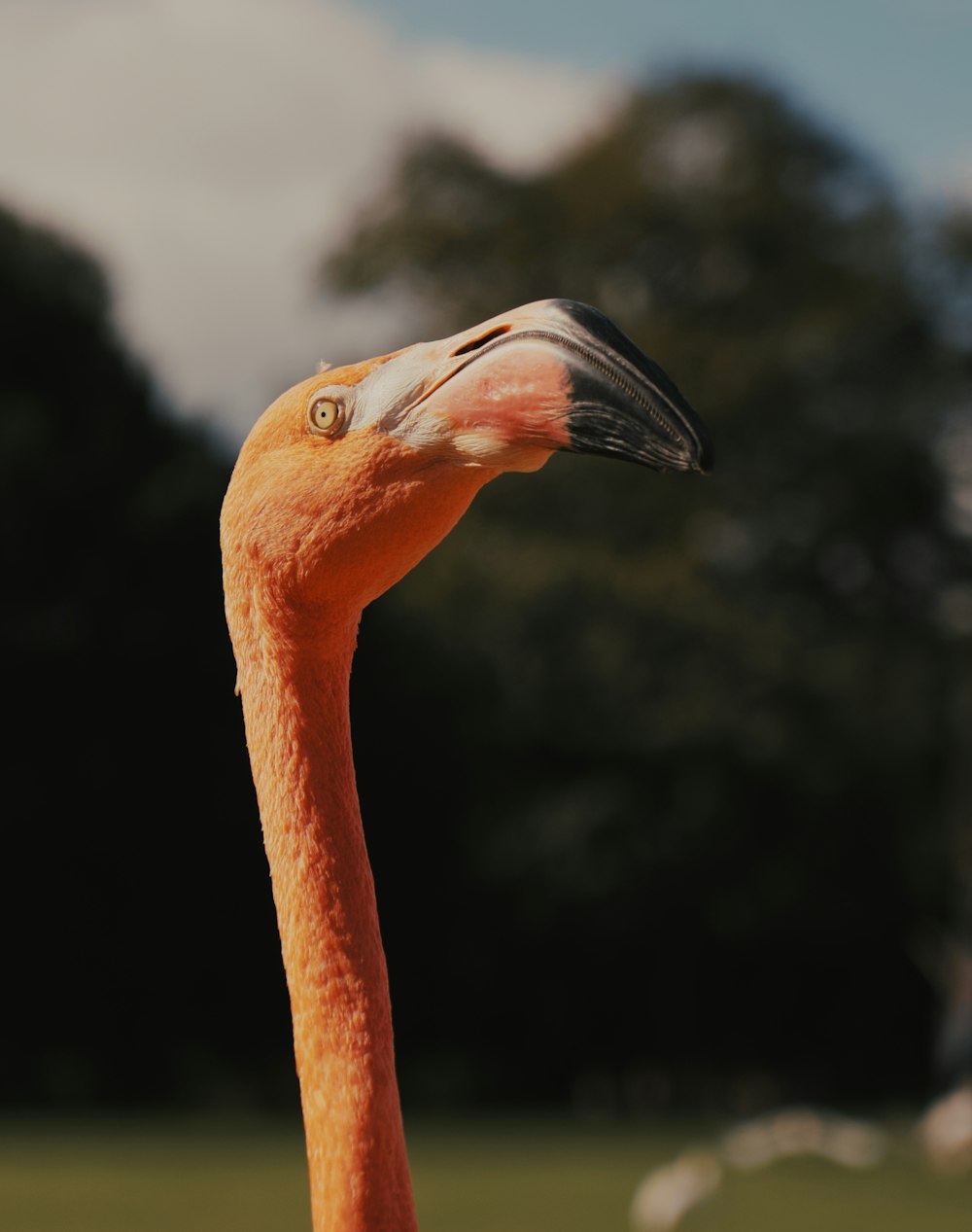 a close up of a pink flamingo with trees in the background