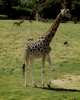 A giraffe stands prominently in the foreground on a grassy savannah, with a group of antelopes grazing in the background. The setting is lush and verdant with dense trees bordering the area.