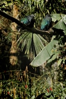 Close-up of colorful tropical birds perched on branches in the dense Amazon rainforest.