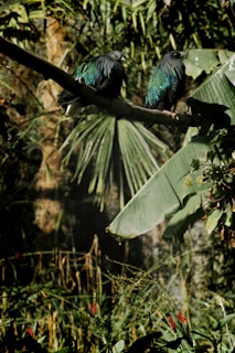 Close-up of colorful tropical birds perched on branches in the dense Amazon rainforest.