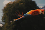 A lively parrot mid-flight with colorful feathers spread wide against a studio backdrop.