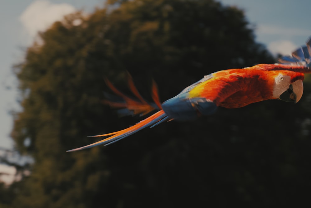 a colorful parrot flying through the air with trees in the background