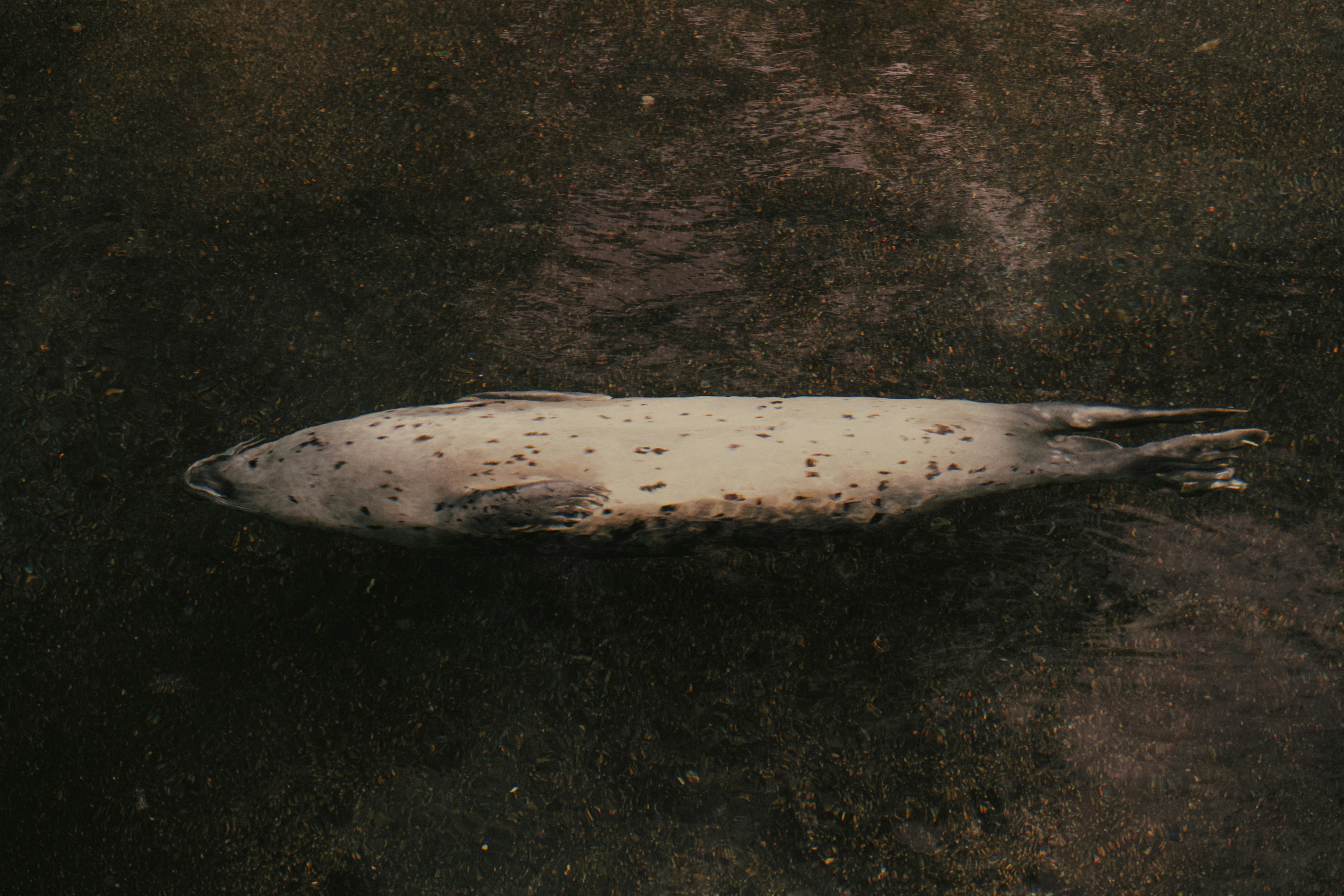 Kuyumcu IBAN'ı üzerinden 'bıçak parası' alındığı iddiası: Profesör soruşturma devam ederken göreve döndü! - Cumhuriyet