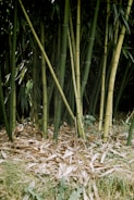 Tall, lush green bamboo stalks stand closely together, surrounded by a layer of dried leaves and other foliage at their base. The bamboo reaches upward, with cascading, slender leaves adding texture and depth to the scene, creating a dense and serene natural setting.