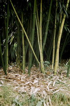 Tall, lush green bamboo stalks stand closely together, surrounded by a layer of dried leaves and other foliage at their base. The bamboo reaches upward, with cascading, slender leaves adding texture and depth to the scene, creating a dense and serene natural setting.