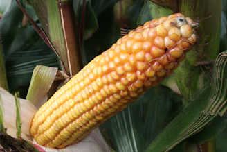 a close up of a corn on the cob