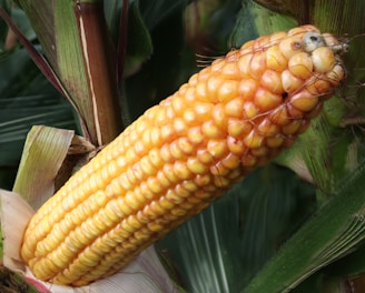 a close up of a corn on the cob