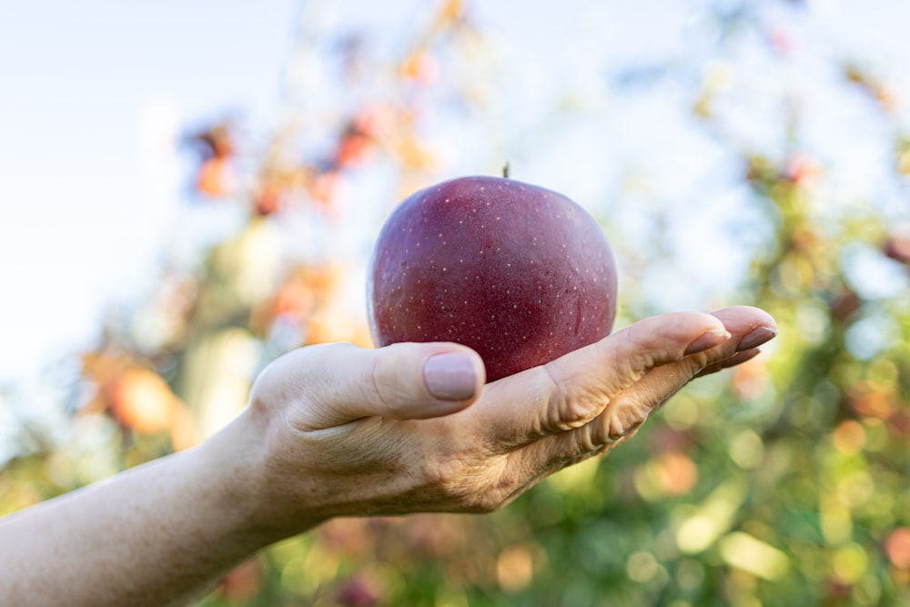 eine Person, die einen Apfel in der Hand hält